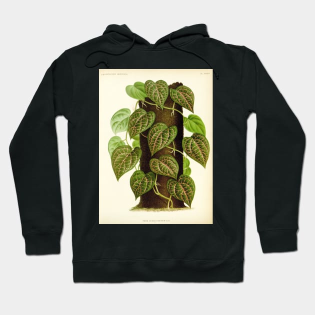 Piper ornatum - botanical illustration Hoodie by chimakingthings